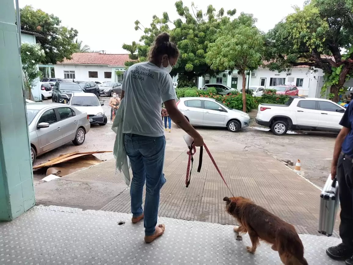 Cachorro procura por dono, que morreu em hospital de Fortaleza