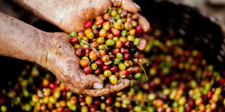 Ave está sendo usada na produção de café que custa R$ 1.500 o quilo