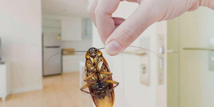 Entenda porque as baratas adoram a geladeira da sua casa