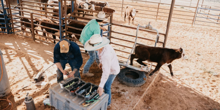 Maior fazenda do mundo tem mais terras que Israel, 10 mil cabeças de gados e precisa de avião para se deslocar