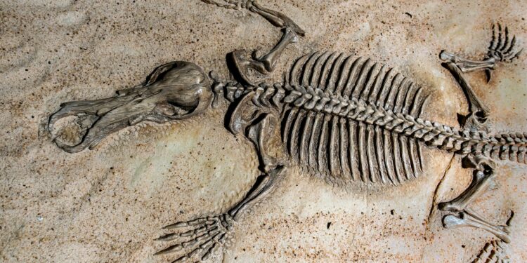 Ceará abriga um dos lugares com mais fósseis do mundo com cerca de 40 mil visitantes por ano