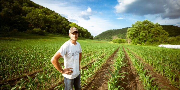 Planta que rende R$ 23 mil por hectare pode deixar muitos agricultores ricos