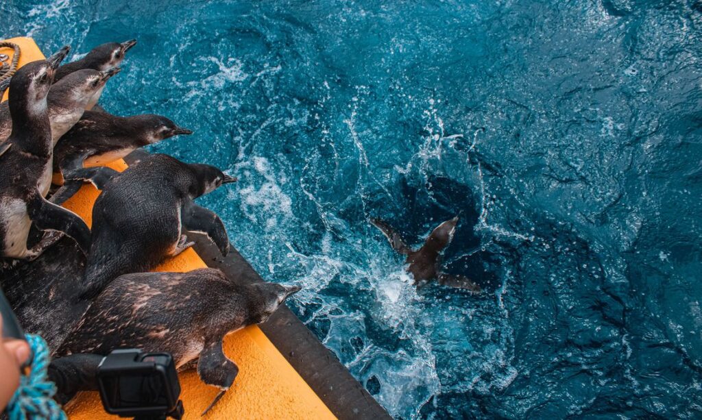 Aumenta em 35% número de pinguins encontrados na costa do Brasil