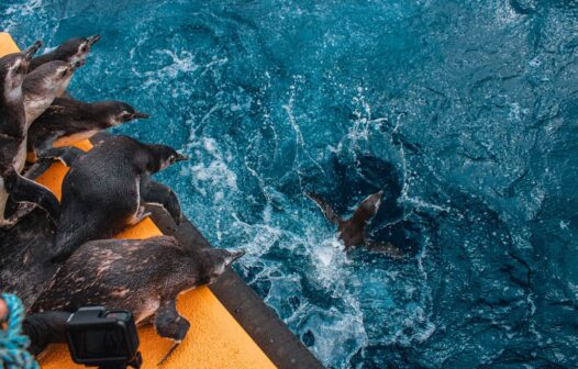 Aumenta em 35% número de pinguins encontrados na costa do Brasil