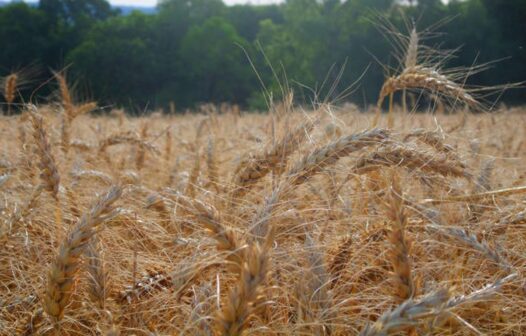 Termina hoje prazo para declarar imposto sobre propriedade rural