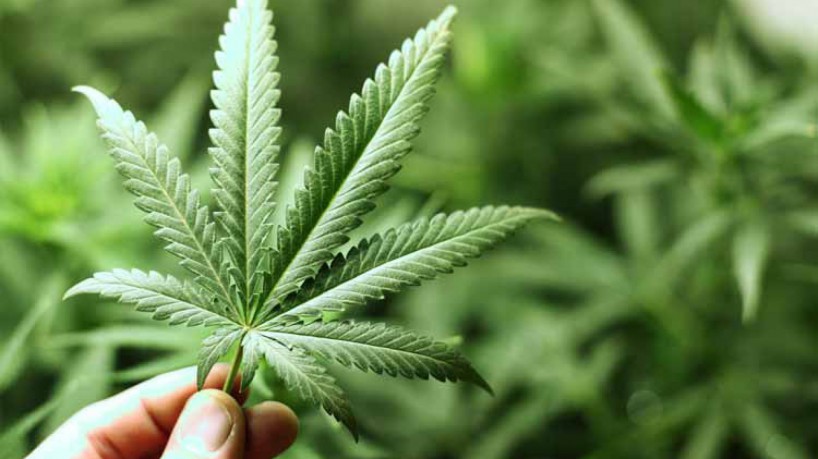 Mãe consegue na Justiça direito de cultivar maconha em casa para uso medicinal da filha, no Ceará