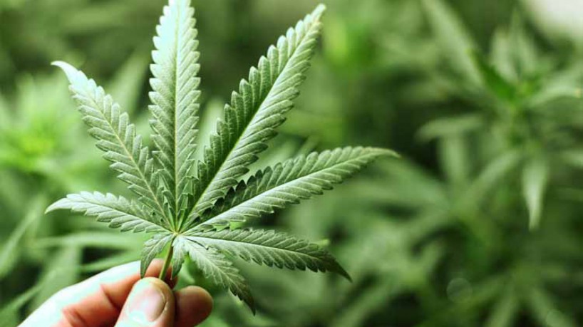 Anvisa aprova três produtos a base de cannabis