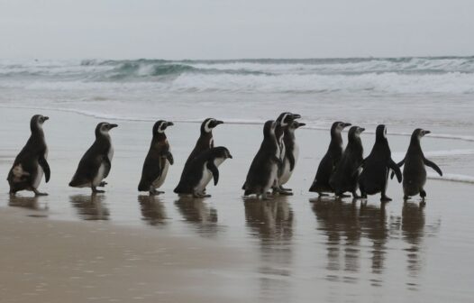 Número de pinguins na costa brasileira é 20% maior em 2021