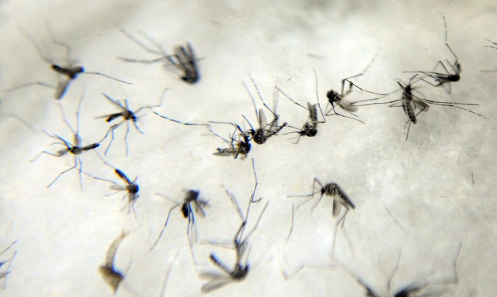Casos de dengue, zika e chikungunya no Ceará aumentam 153% em 2022