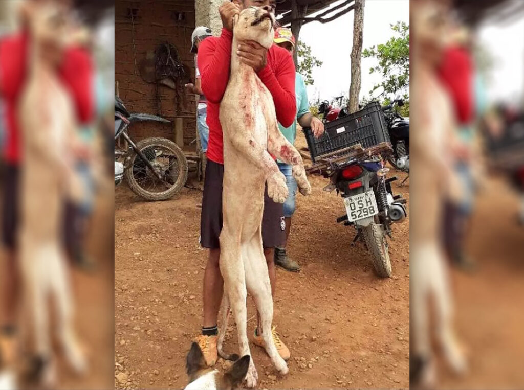 Agricultor diz estar arrependido por ter matado onça-parda no interior do Ceará