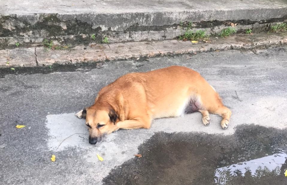 Animais vítimas de acidentes e maus-tratos. Como ajudar