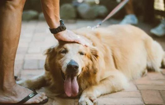 Cães e gatos terão carteira de identidade a partir de 2025 no Brasil