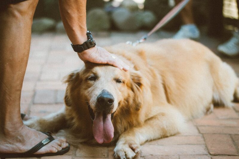 Cães e gatos terão carteira de identidade a partir de 2025 no Brasil