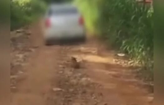 Após arrastar cão amarrado a um carro, homem é preso e perde guarda do animal