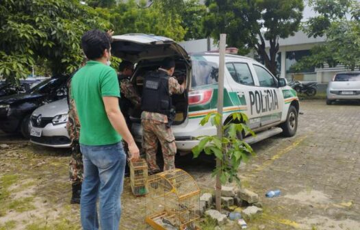 Operação policial apreende animais silvestres em feiras livres de Fortaleza e Maracanaú