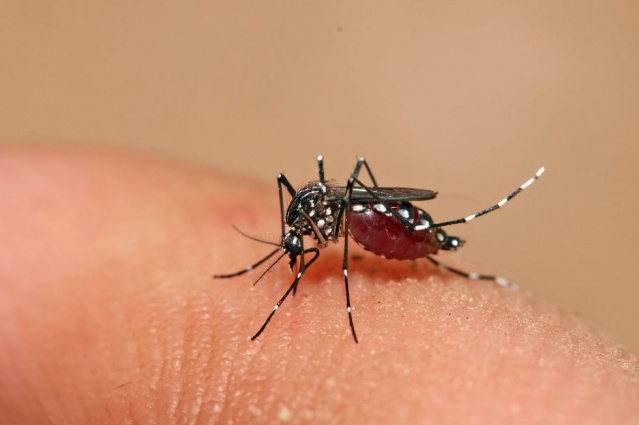 20 bairros de Fortaleza recebem reforço no controle de dengue, zika e chikungunya; saiba quais