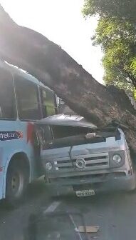 Árvore cai sobre caminhão e ônibus em Fortaleza nesta sexta-feira (17)