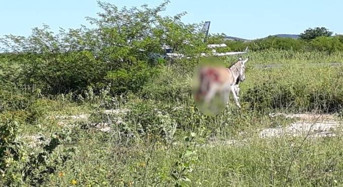 Avião com vacinas bate em jumento durante pouso na Bahia