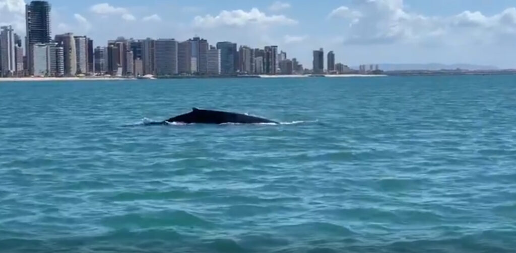 Vídeo: baleia jubarte é vista nadando pelo mar de Fortaleza na tarde deste sábado (17)