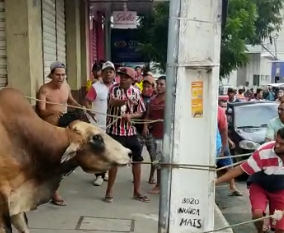 Boi solto ataca moradores em Itapipoca, no interior do Ceará