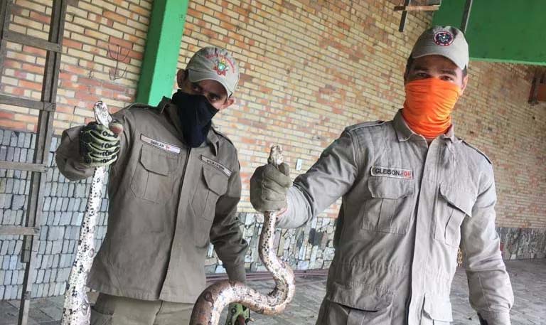 Bombeiros alertam para o aumento de aparecimento de cobras em Canindé