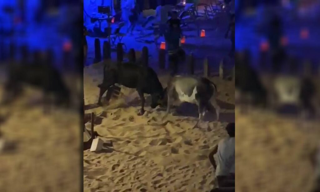 Briga de bois assusta moradores e turistas em bar de Jericoacoara, no Ceará