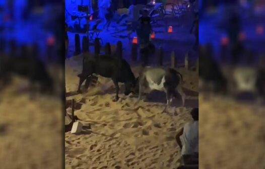 Vídeo: briga de bois assusta pessoas em bar de Jericoacoara, no Ceará