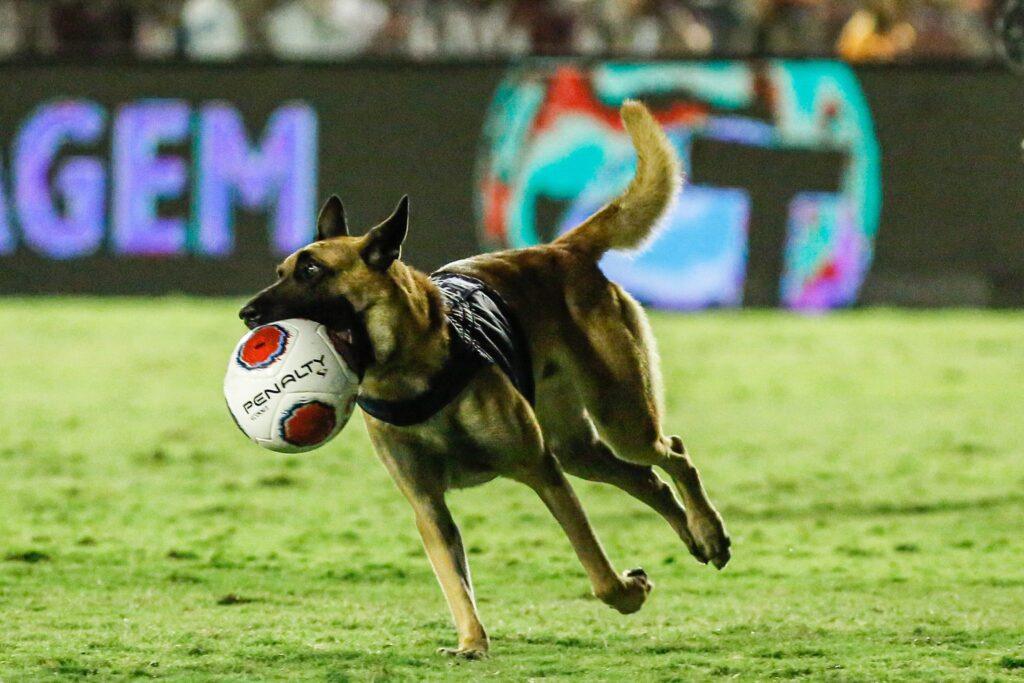 Cachorro policial invade o campo na final do Campeonato Pernambucano e rouba a bola do jogo