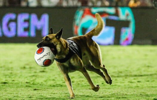 Cachorro policial invade o campo na final do Campeonato Pernambucano e rouba a bola do jogo