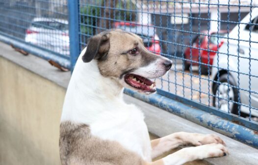 Cães e gatos podem ter vírus da covid-19, mas não transmitem a doença