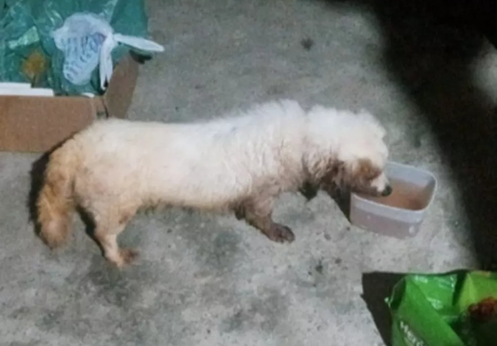 Cachorro é abandonado e preso em sacola de embalagem de ração