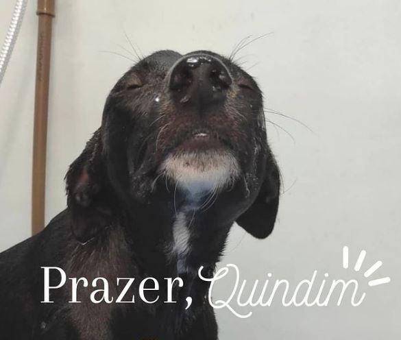 Cachorro que entrou sozinho em clínica no Cariri é adotado