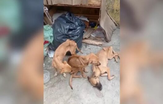 Cachorros desnutridos são resgatados por PMs em Fortaleza