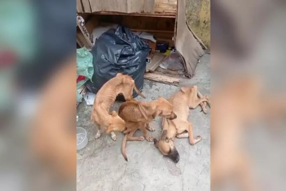 Cachorros desnutridos são resgatados por PMs em Fortaleza