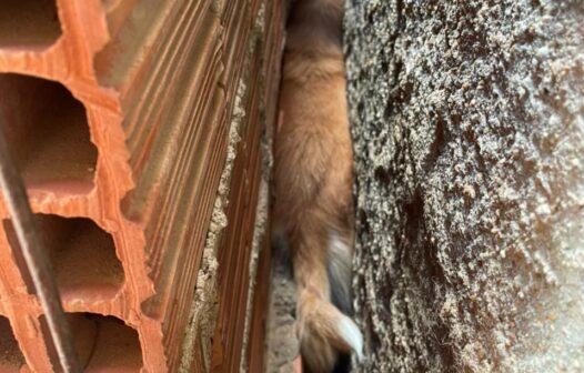 Cadela presa entre paredes é resgatada em Aracati