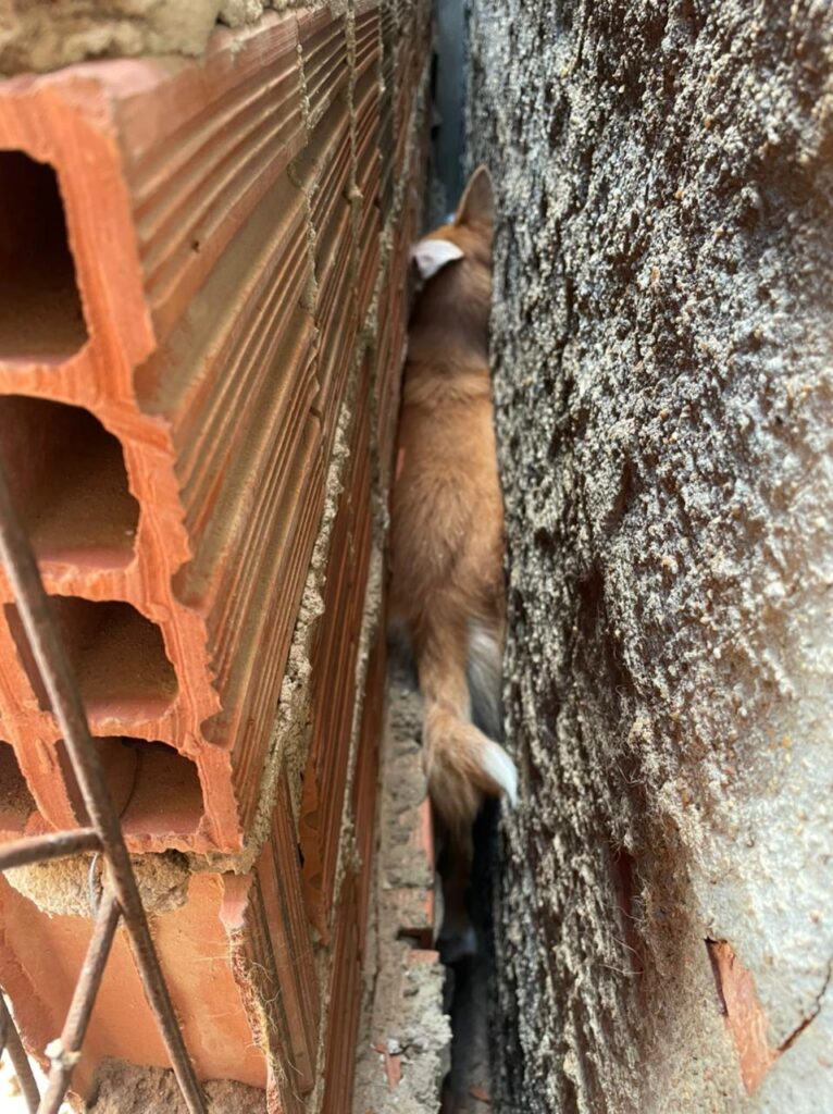Cadela presa entre paredes é resgatada em Aracati