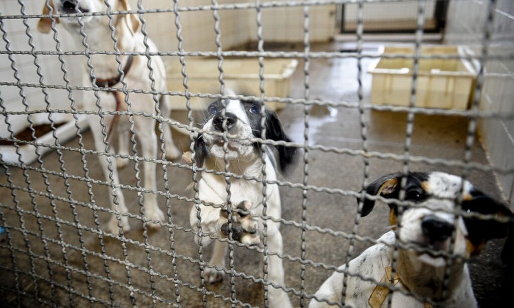 Governo sanciona lei que proíbe eutanásia de cães e gatos de rua