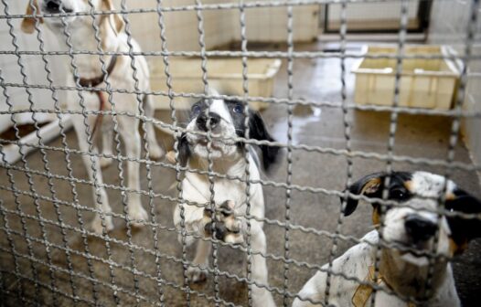 Governo sanciona lei que proíbe eutanásia de cães e gatos de rua