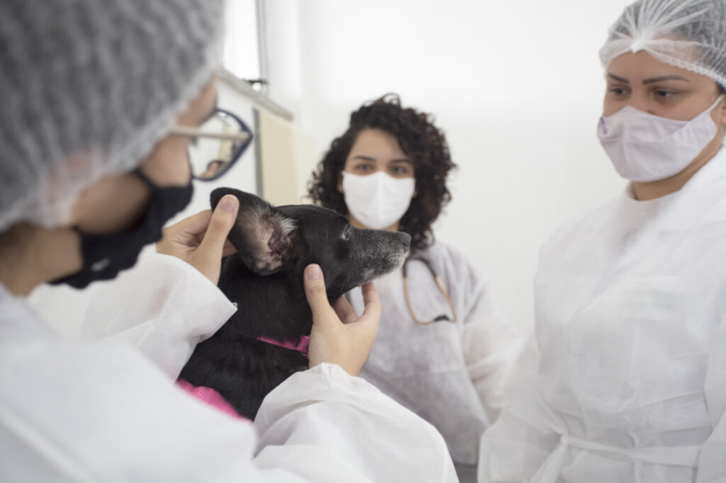 Uece discute apoio do Governo e de deputados para ampliar atendimento do hospital veterinário