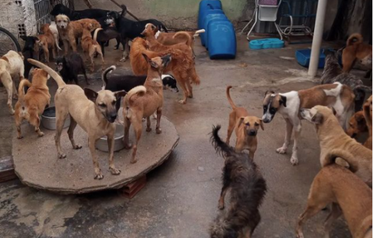 Abrigo de cães e gatos busca ajuda para se manter ativo em Maracanaú; saiba como colaborar