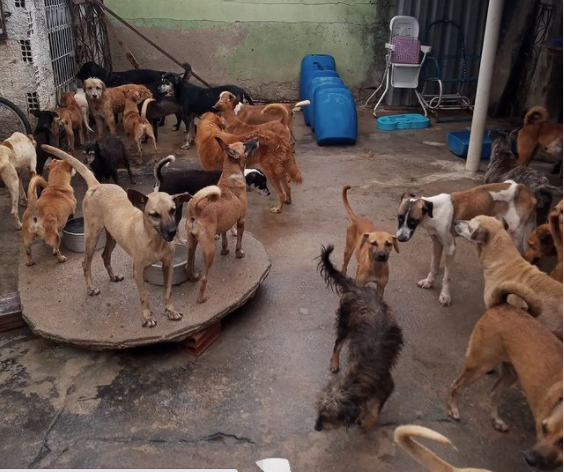 Abrigo de cães e gatos busca ajuda para se manter ativo em Maracanaú; saiba como colaborar