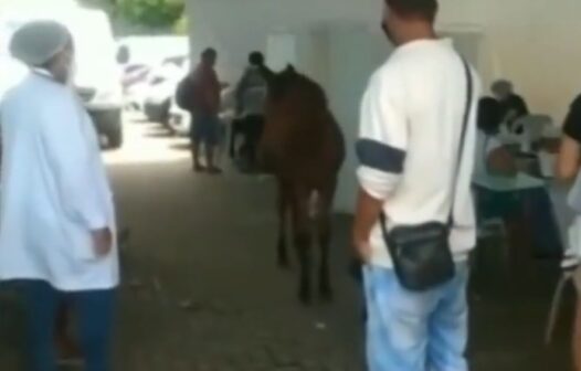 Vídeo: cavalo é flagrado em centro de testagem de Covid-19