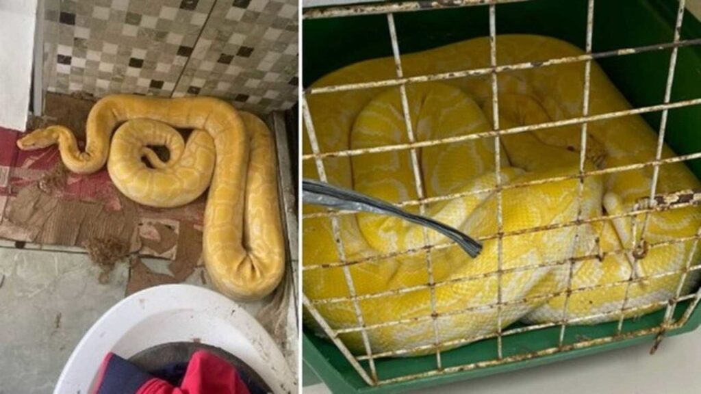 Serpente rara apreendida pela Polícia é avaliada em R$ 15 mil