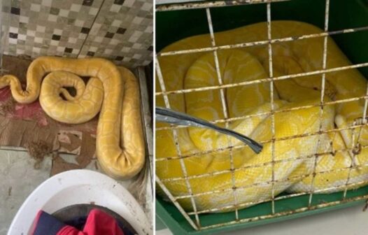 Serpente rara apreendida pela Polícia é avaliada em R$ 15 mil