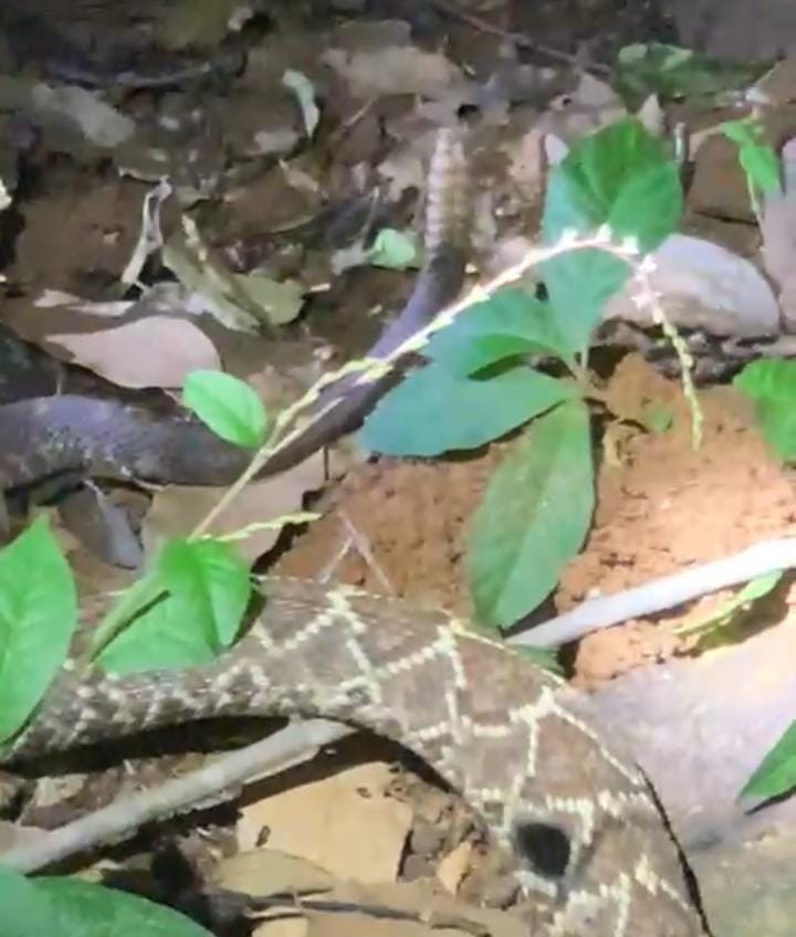 Cobra é resgatada no município de Ipu