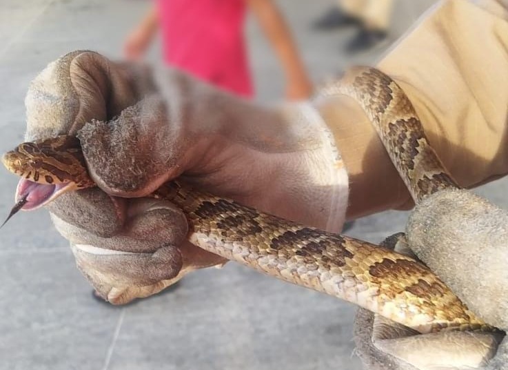 Cobra jararaca é resgatada pelos bombeiros em posto de combustíveis de Ipueiras