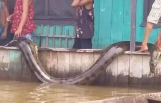 Cobra sucuri assusta moradores em cidade do Amazonas