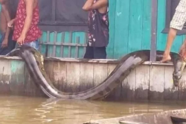 Cobra sucuri assusta moradores em cidade do Amazonas