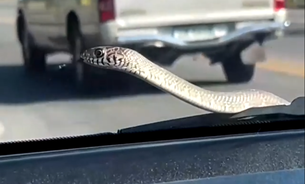 Vídeo: cobra surge no para-brisa de carro durante passeio