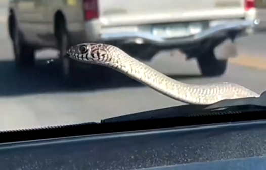 Vídeo: cobra surge no para-brisa de carro durante passeio